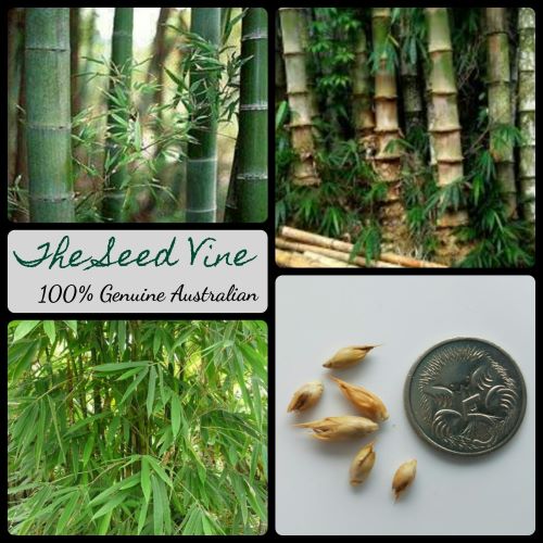 Male bamboo - Bamboo Australia