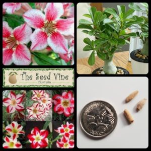 adenium-obesum-single-star-mix-main