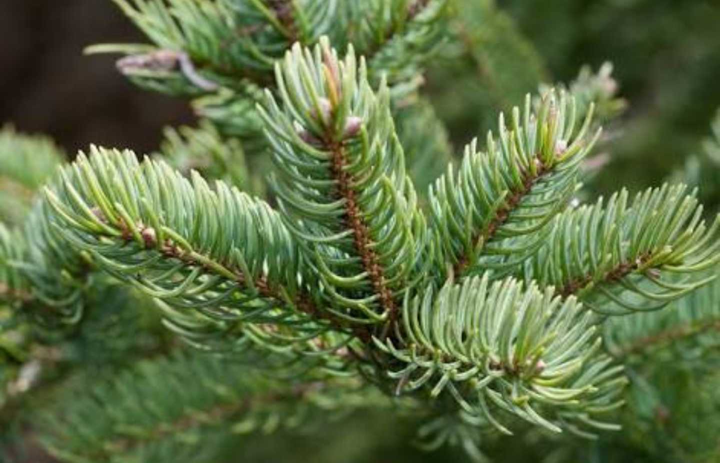 Abies Balsamea - Balsam Fir - The Seed Vine