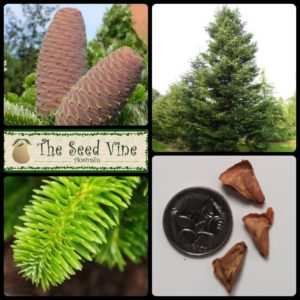 Abies nordmanniana - Nordmann Fir - main