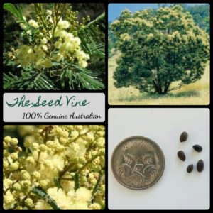acacia-mearnsii-black-wattle-tree-main