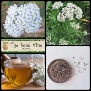 Achillea-millefolium-white-yarrow-flower-main