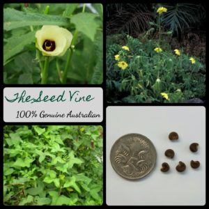 Abelmoschus-moschatus-musk-mallow-main