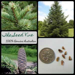 abies-balsamea-balsam-fir-tree-main