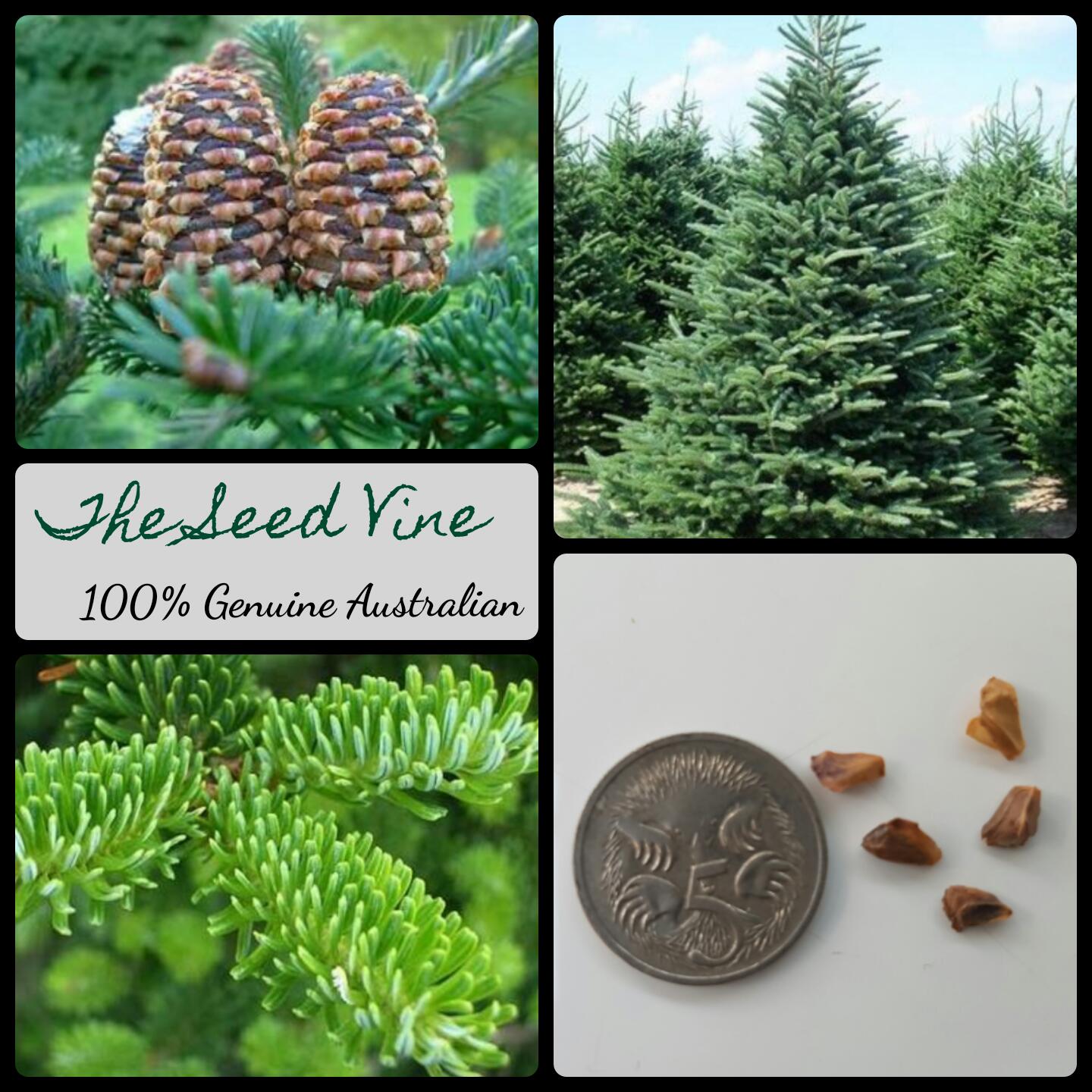 Abies fraseri - Fraser Fir - The Seed Vine