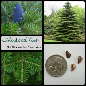 abies-koreana-korean-fir-tree-main
