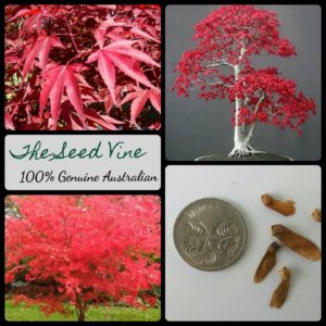 Acer-palmatum-Japanese-Red-Maple-main