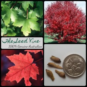 acer-rubrum-red-maple-tree-main