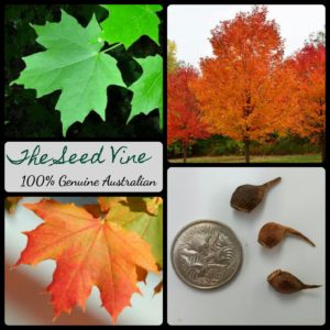 acer-saccharum-sugar-maple-tree-main