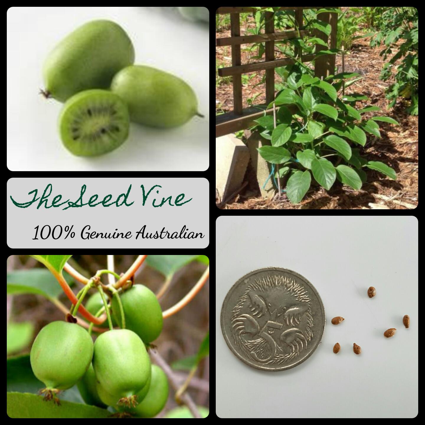 https://theseedvine.com.au/wp-content/uploads/2020/08/actinidia-arguta-kiwiberry-fruit-seeds-MAIN.jpg
