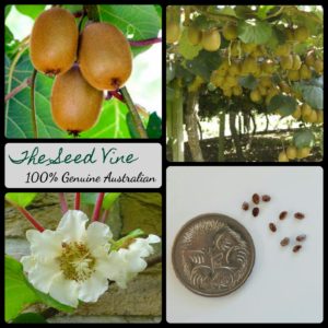 actinidia-chinensis-golden-kiwi-main
