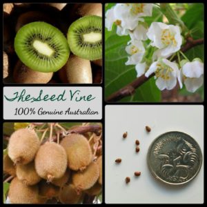 actinidia-deliciosa-green-kiwi-fruit-seeds-MAIN