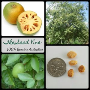 aegle-marmelos-indian-bael-tree-seeds-MAIN