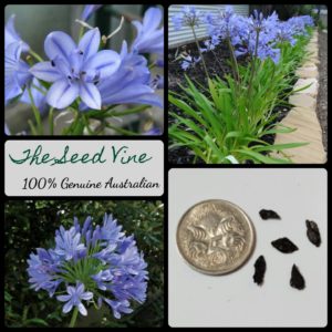 agapanthus-praecox-blue-flower-seeds-MAIN