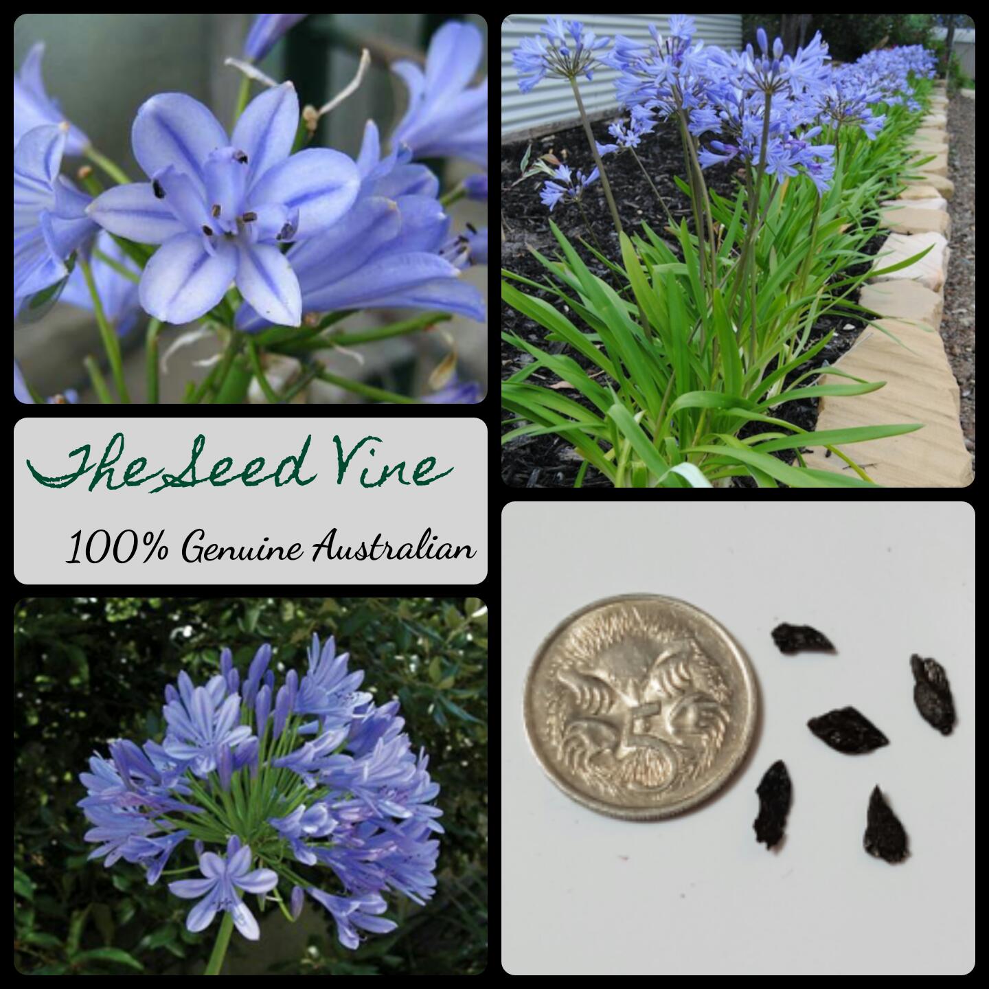 Agapathus praecox - Blue Agapanthus - The Seed Vine