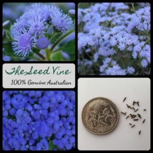 ageratum-mexicanum-blue-flower-seeds-MAIN