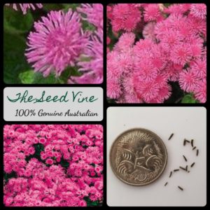 ageratum-mexicanum-pink-flower-seeds-MAIN
