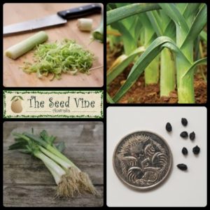 allium-ampelprasum-leek-bulgarian-main