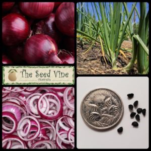 allium-cepa-onion-red-california-main