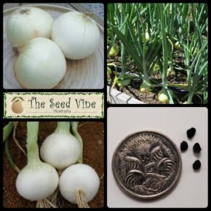 allium-cepa-onion-white-spanish-main