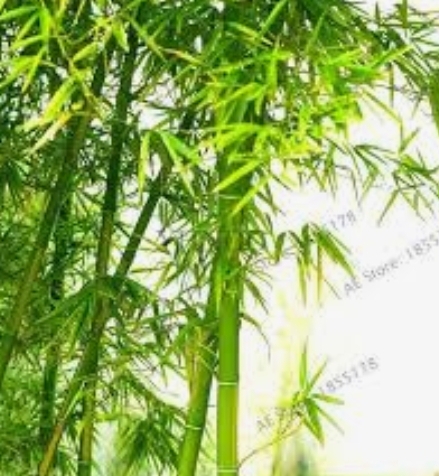 Phyllostachys edulis - Moso Bamboo - Image 6