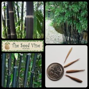 phyllostachys-nigra-black-bamboo-main