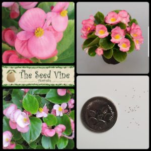 Begonia semperflorens - Wax Begonia Rose - Main