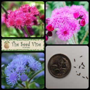 Ageratum houstonianum - Floss Flower Mixed -MAIN