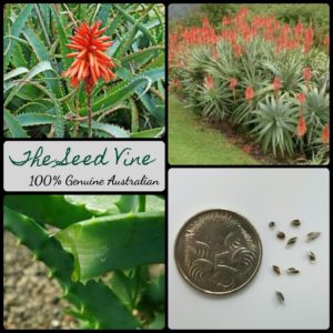 Aloe arborescens - Krantz Aloe - MAIN