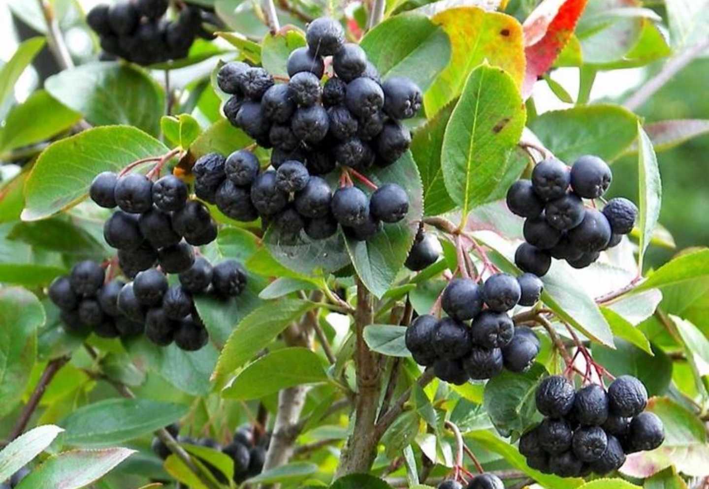 Aronia melanocarpa - Black Chokeberry - Image 3