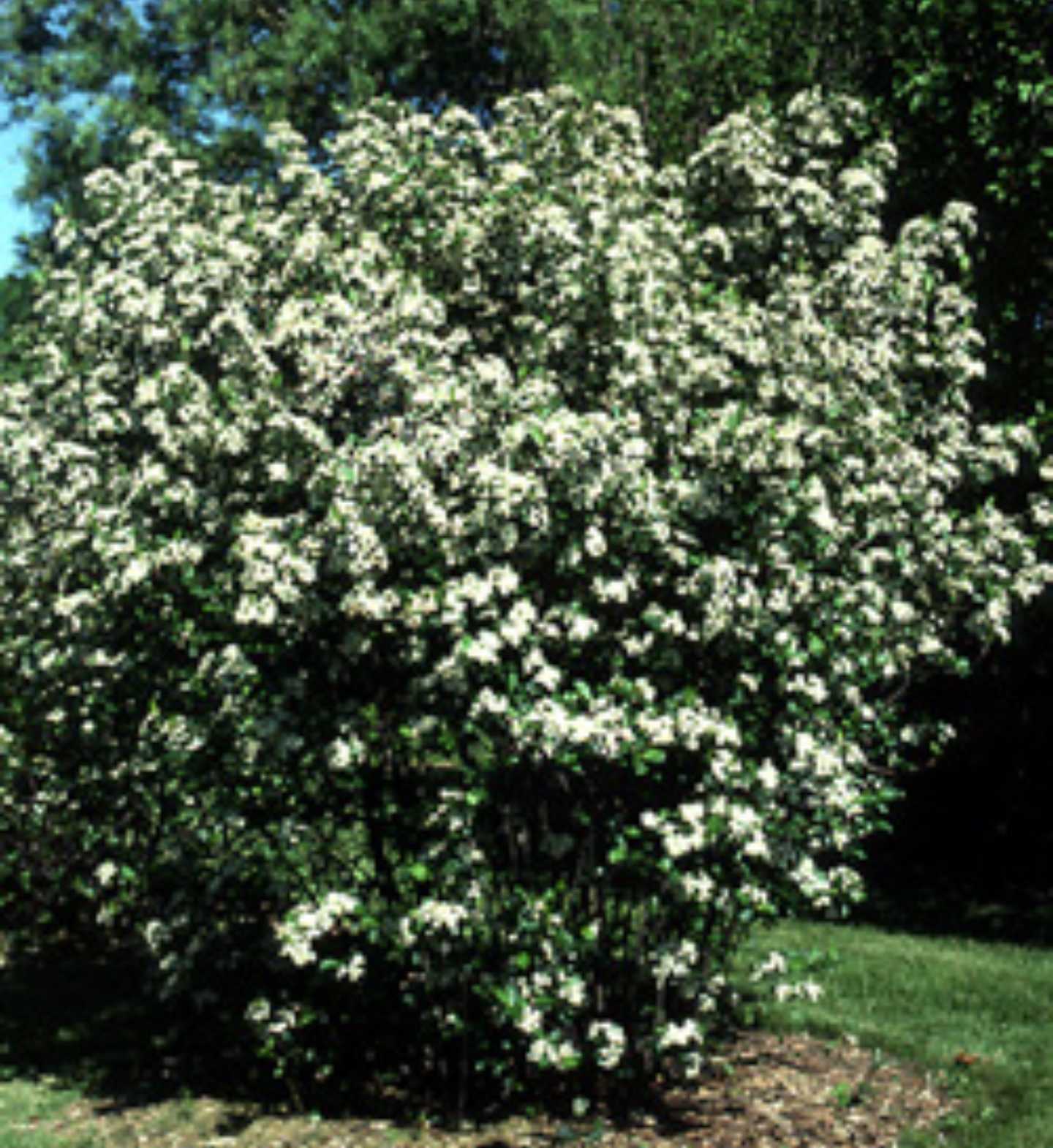 Aronia melanocarpa - Black Chokeberry - Image 4