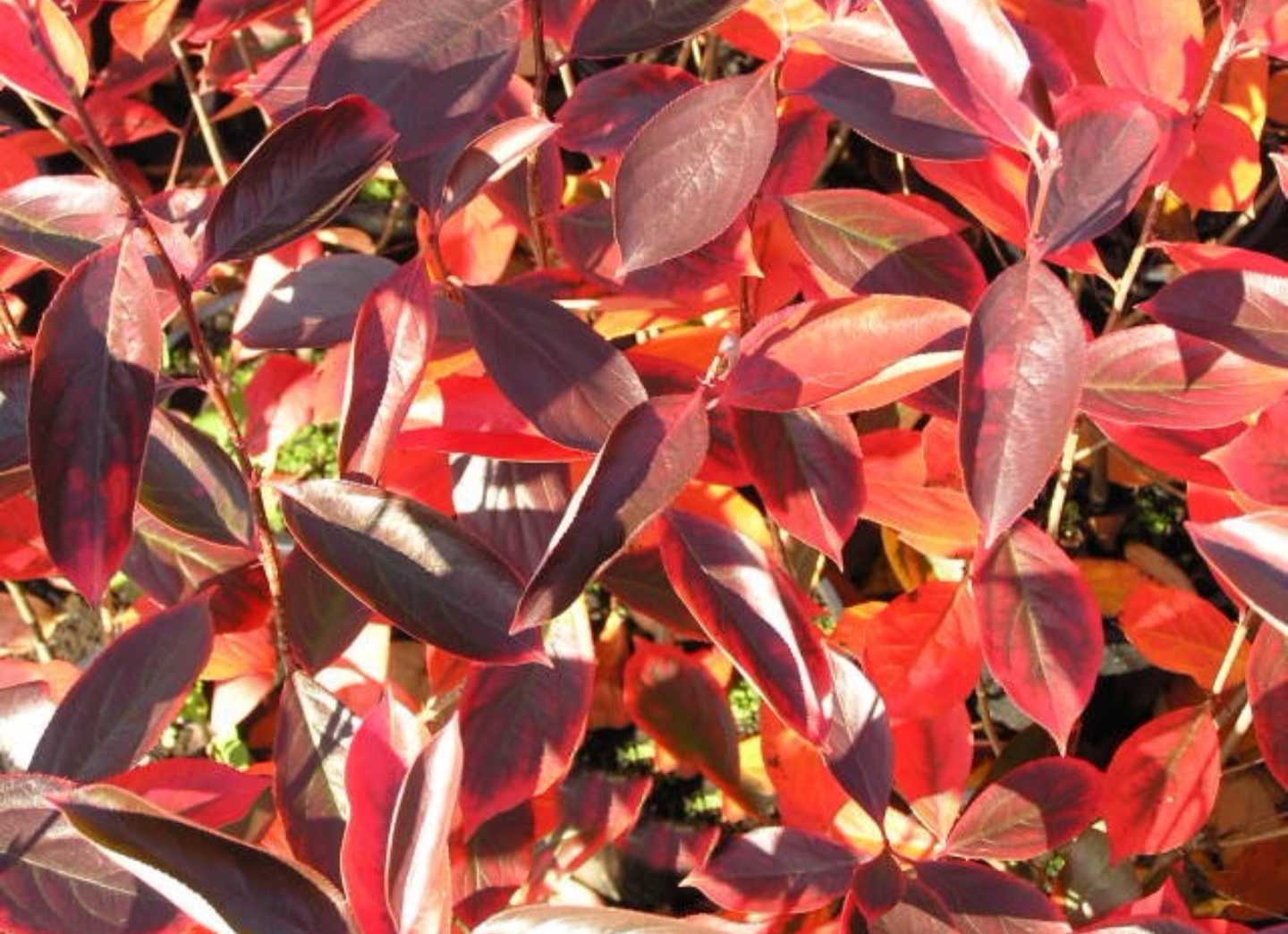 Aronia melanocarpa - Black Chokeberry - Image 5