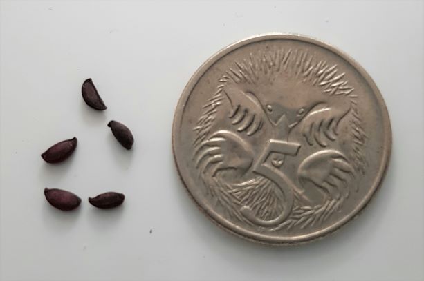 aronia-melanocarpa-black-chokeberry-fruit-seeds