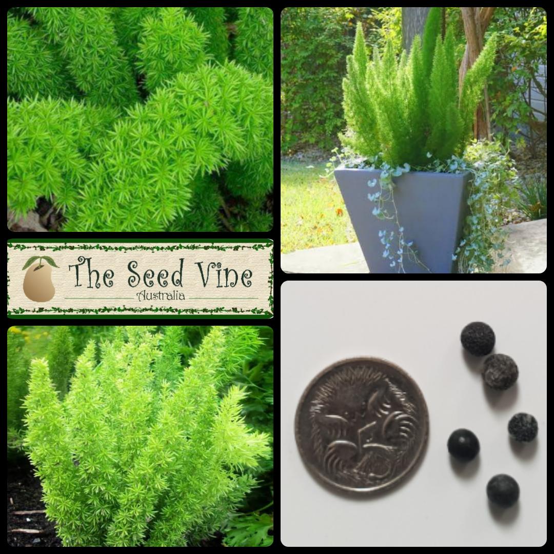 Asparagus densiflorus - Foxtail Fern - The Seed Vine