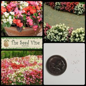 Begonia semperflorens - Wax Begonia Mixed - main