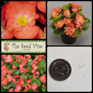 Begonia semperflorens - Wax Begonia Salmon - Main