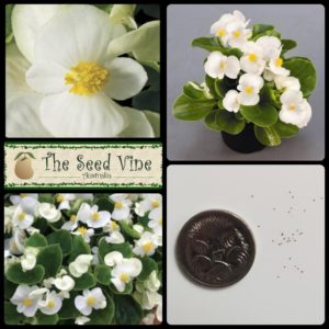 Begonia semperflorens - Wax Begonia White - main