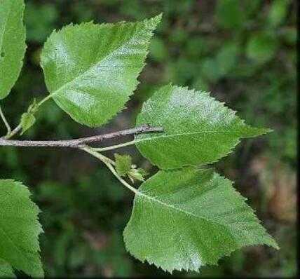 Betula Pendula - Silver Birch - The Seed Vine