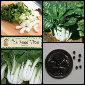 Brassica-rapa-Bok-Choy-White-Stem-main