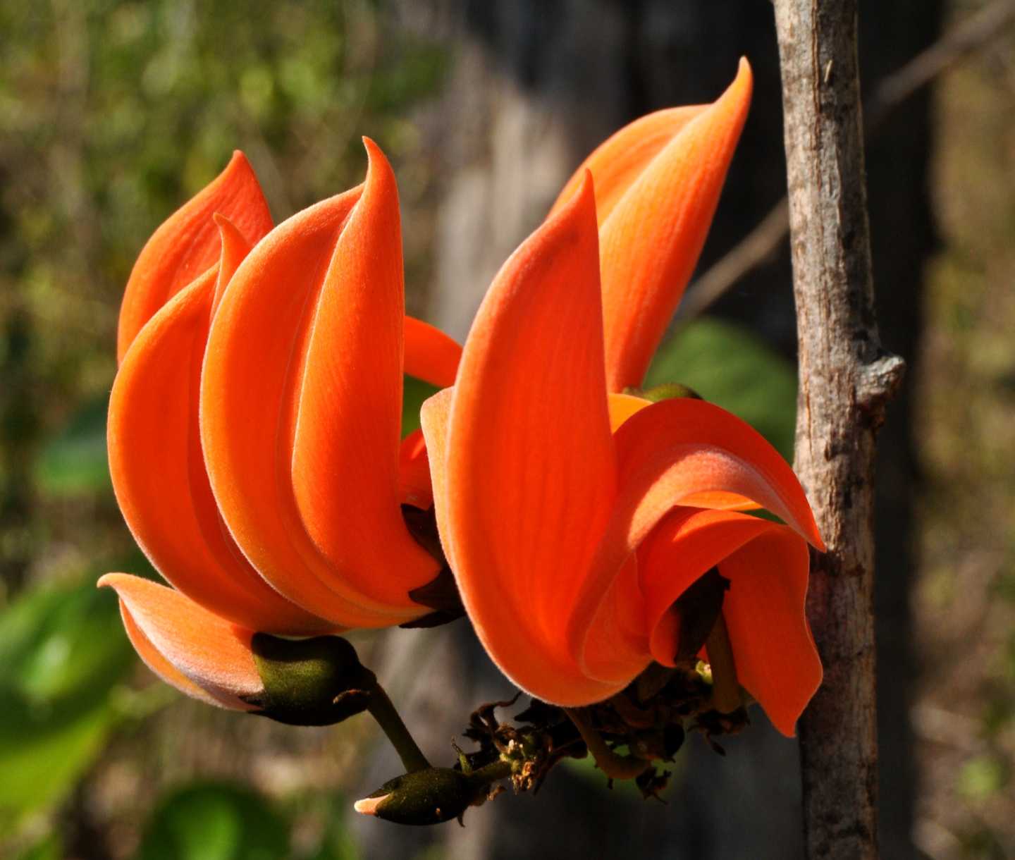 Butea monosperma - Flame of the Forest - Image 3
