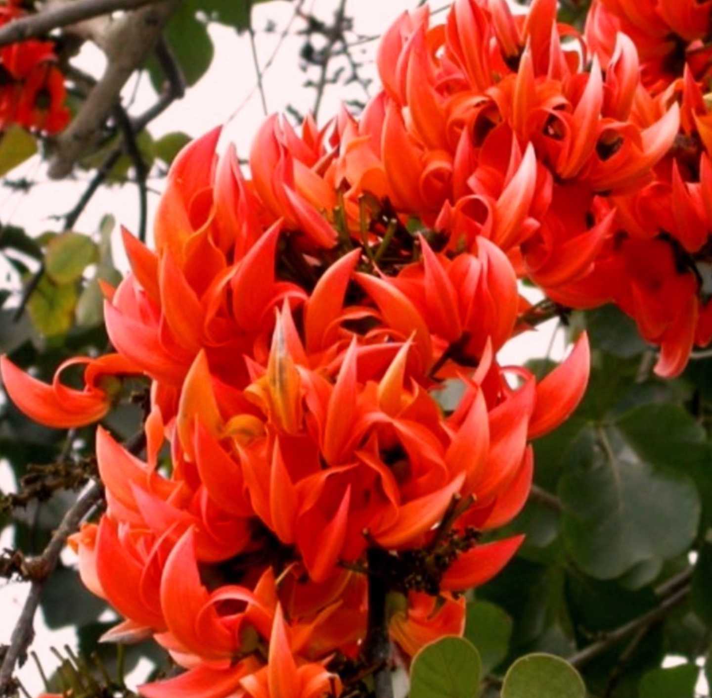 Butea monosperma - Flame of the Forest - Image 4