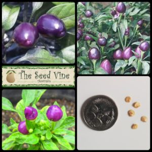 Capsicum annuum - Purple Prince Chilli - main