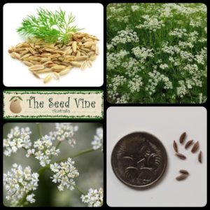 Carum carvi - Caraway - MAIN