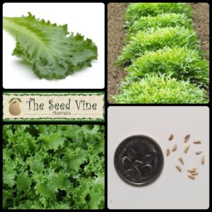 Cichorium-endivia-Endive-Maraichere-main