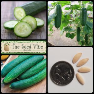 Cucumis sativus - Cucumber Burpless - main