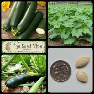 Cucurbita pepo - Zucchini Black Beauty - main