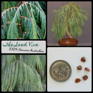 Cupressus cashmeriana - Kashmir Cypress - Main