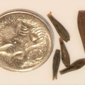 dahlia-hybrid-mixed-dahlia-flower-seeds