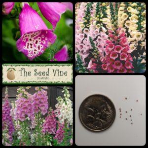 Digitalis purpurea - Foxglove Foxy Mix - MAIN