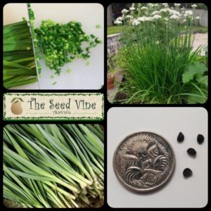 allium-tuberosum-chives-garlic-main